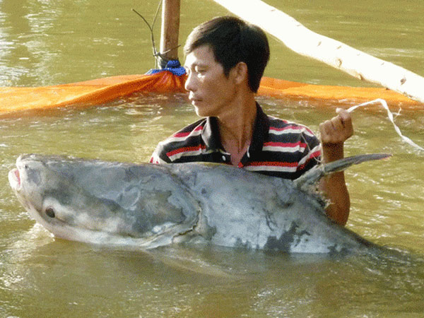 Bắt được cá tra dầu 63 kg quý hiếm trên sông Tiền ảnh 1